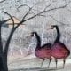pbuckleymoss-original-watercolor-geese
