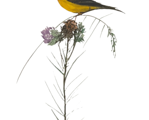 as-light-as-a-thistle-bird-flower-limited-edition-print-p-buckley-moss