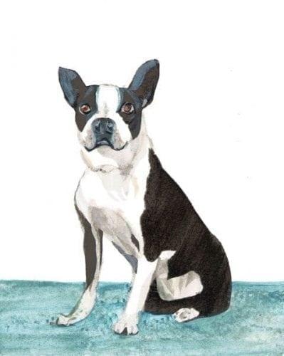 Boston Terrier Dog Limited Edition Print by P Buckley Moss features a black and white dog with some gardk gray markings on a base of aqua and white background.