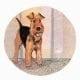 pbuckleymoss-print-limitededition-dog-welsh-terrier