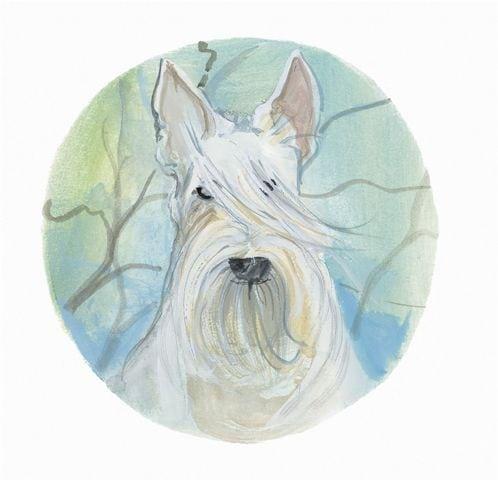 White Scottish Terrier pbuckleymoss-print-limitededition-dog-white-scottish-terrier
