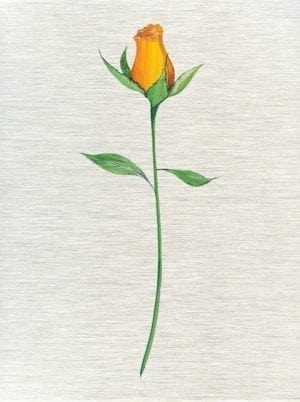 CanadaGooseGallery-Waynesville-Ohio-Art-Artist-PBuckleyMoss-CanadaGooseGallery-WaynesvilleOhio-LimitedEdition-Print-HomeDecor-Decorating-YellowRose-Optimistic-Flower-MetalPrinting