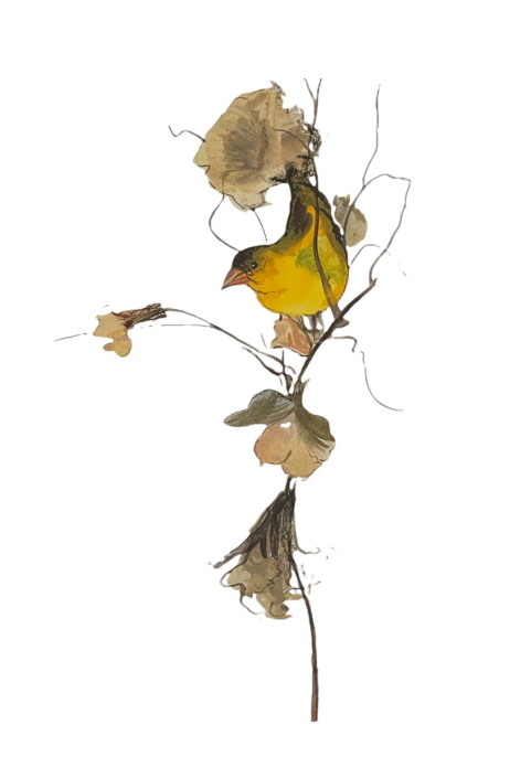 perfect-perch-bird-flower-limited-edition-print-p-buckley-moss