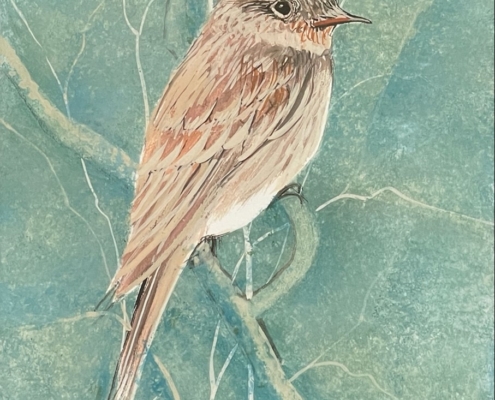 bird-eastern-wood-peewee-limited-edition-print-p-buckley-moss