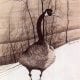 goose-vintage-art-pbuckleymoss-limitededition-print-landscape