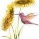 PBuckleyMoss-Waynesville-Ohio-CanadaGooseGallery-Art-Artist-LimitedEdition-Print-PatchworkBeauty-Hummingbird-Bird