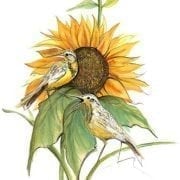 Song of the Sunflower limited edition artist proof wall art print by P Buckley Moss highlights shades of green, yellows and tangerine tones with a little white, gray, rust and browns.