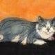 Features a gray and white cat with an orange background.