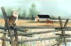 Art-Artist-PBuckleyMoss-CanadaGooseGallery-WaynesvilleOhio-LimitedEdition-Print-HomeDecor-Decorating-owl-Barn-Horse-Landscape-Farm