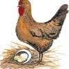 PBuckleyMoss-Waynesville-Ohio-CanadaGooseGallery-Art-Artist-LimitedEdition-Print-Chicken-egg