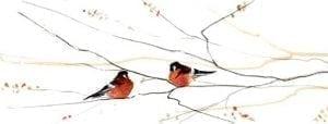 Bird-Spring-PBuckleyMoss-WaynesvilleeOhio-CanadaGooseGallery