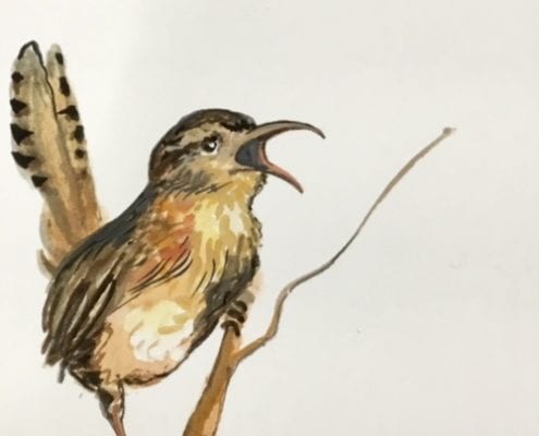Original-Watercolor-PBuckleyMoss-Art-HomeDecor-decorating-bird
