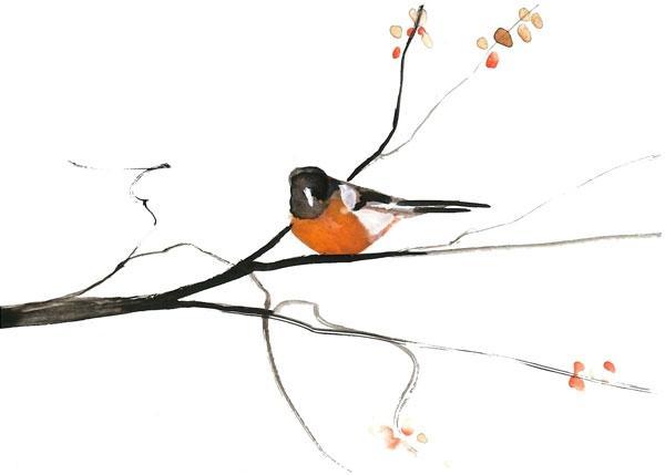 Bird-Robin-LimitteedEdition-Print-art-CanadaGooseGallery-WaynesvilleeOhio