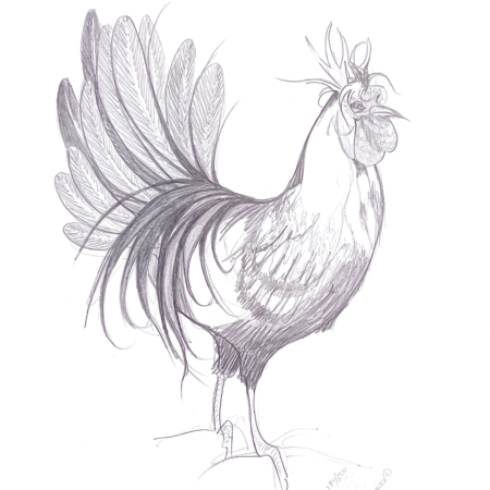 rooster, sketch, p-buckley-moss-artist