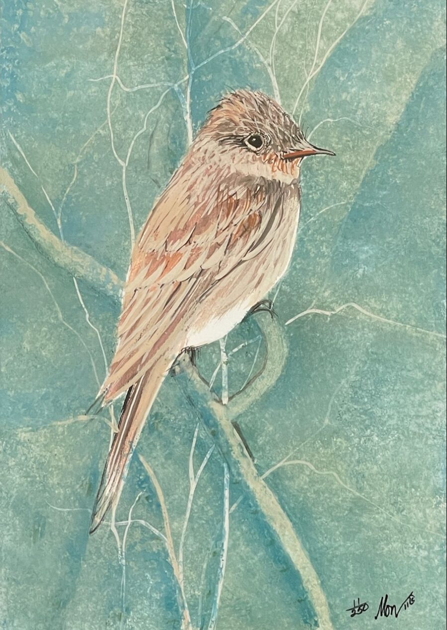 Eastern Wood Pewee