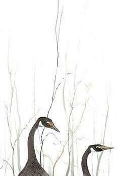 goose-geese-nature-interiordesign-pbuckleymoss-art-limitededition-prints-giclee