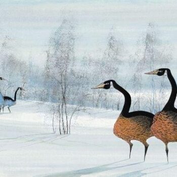 PBuckleyMoss-Waynesville-Ohio-CanadaGooseGallery-Art-Artist-LimitedEdition-Print-Goose-Geese-Winter-Landscape