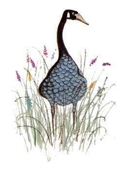 goose-blue-pbuckleymoss-limitededition-print