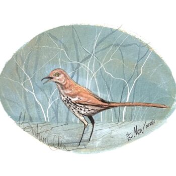 Brown Thrasher